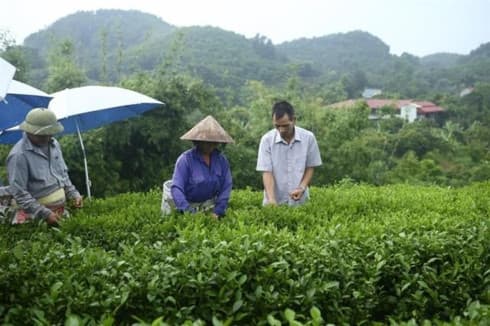 Loans lift farmers in Thai Nguyen out of poverty