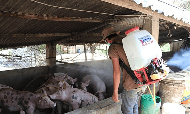 African swine fever hits all localities in Vietnam