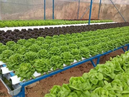 Dong Nai invites businesses for developing 52 production chains