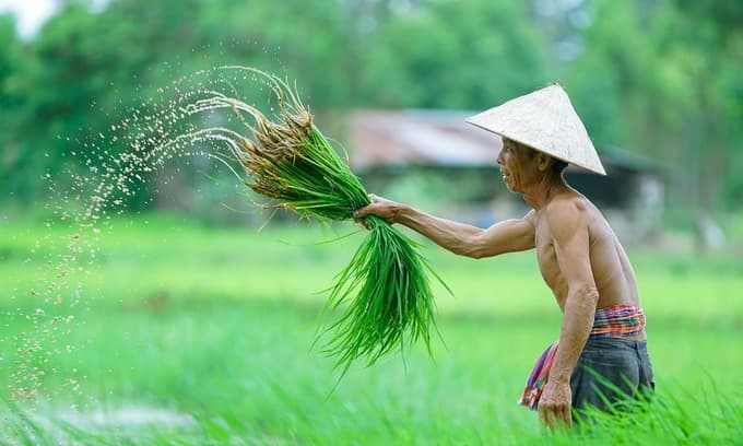Vietnam wants to be top 15 organic farming countries