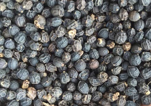 Pepper prices in decline as exports face difficulties