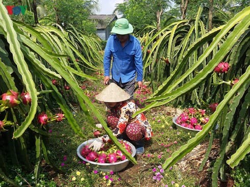 Seminar highlights int’l linkages to improve competitiveness of dragon fruit