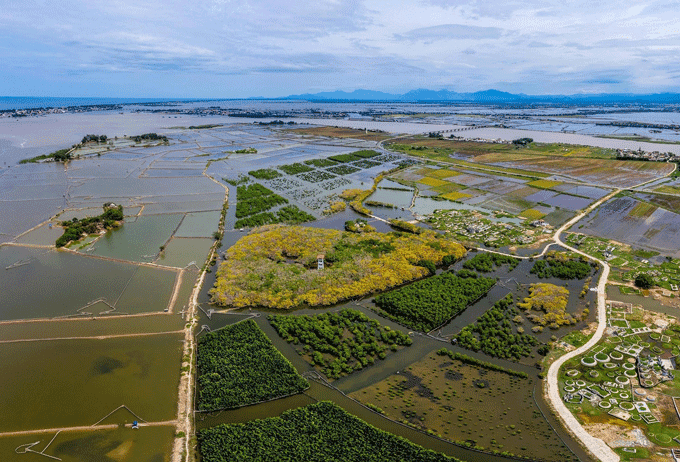 Autumn yellows return to Ru Cha mangrove forest