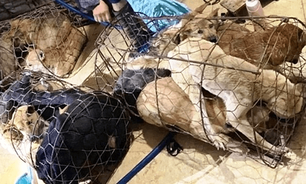 Police rescue 40 stolen dogs in central Vietnam