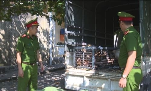 Tiger weighing 240kg rescued from traffickers' claws in northern Vietnam