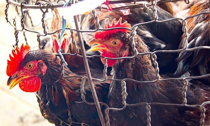 Farmers suffer as chicken prices drop to 10-year low