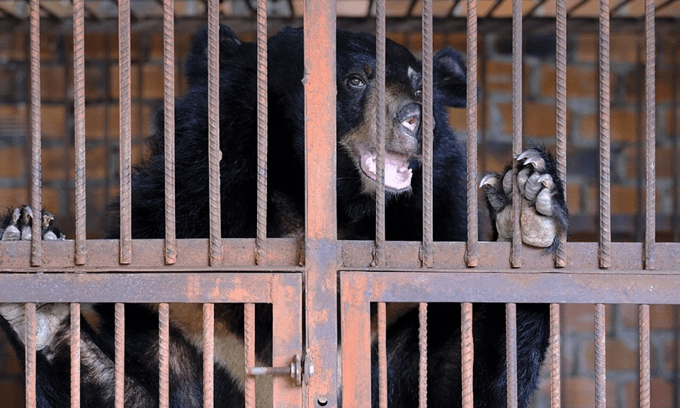 Seven moon bears rescued from Vietnam farms after 17 years in captivity