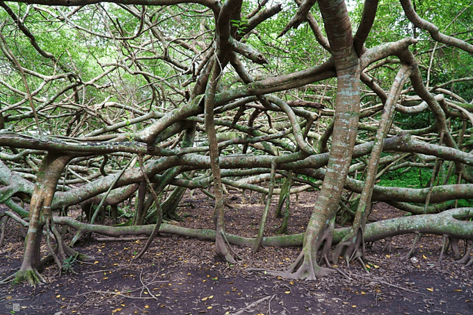 The tangled matrix that is Mekong Delta’s first heritage tree