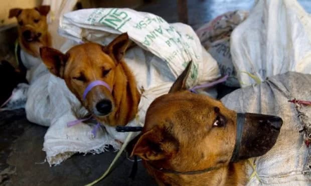 Hanoi dog meat lovers unswayed by uncivilized tag