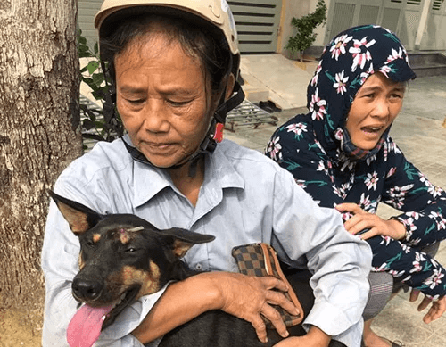 51 rescued dogs find shelter after central Vietnam bust