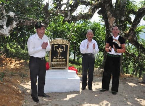 Ancient tea trees in Yen Bai receive recognition