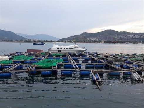 Nha Trang sets up zone for cage aquaculture