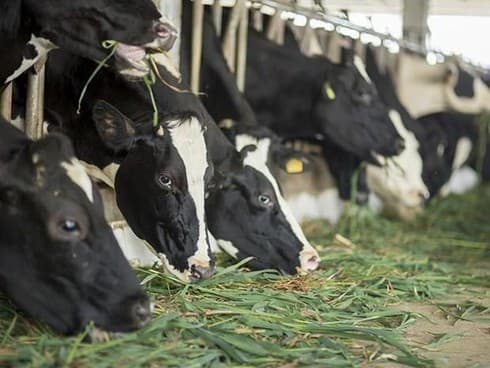 Forum talks Vietnam’s milk cow farming development