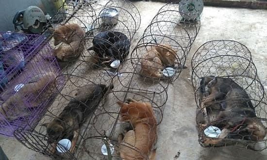 Thanh Hoa cops question 16-member gang for stealing ‘100 tons’ of dogs