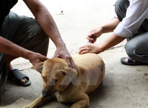 Hanoi meeting responds to World Rabies Day