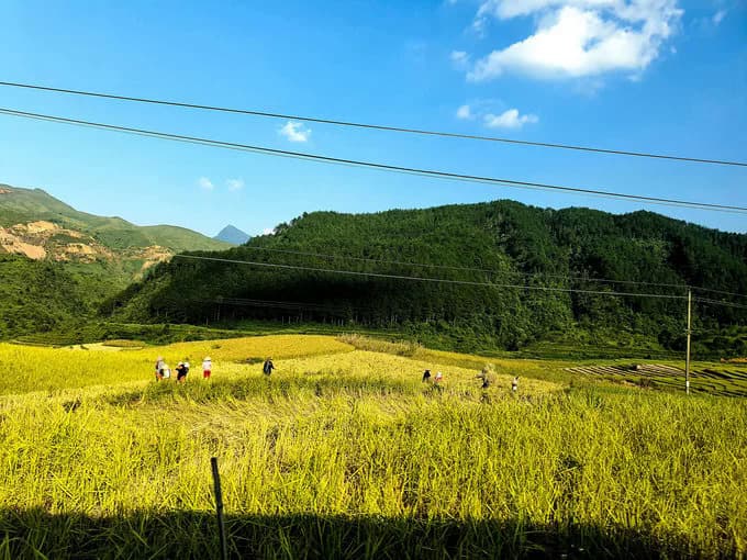 A gift from nature: Yen Bai's green rice flakes