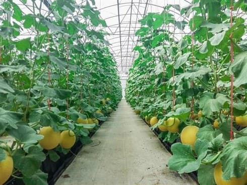 Ha Nam holds investment promotion event in RoK