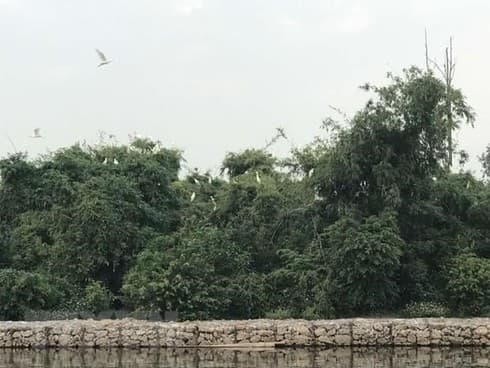 Hai Duong works to preserve Stork Island