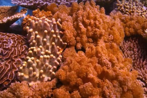 Environment documentary screened at L’Espace