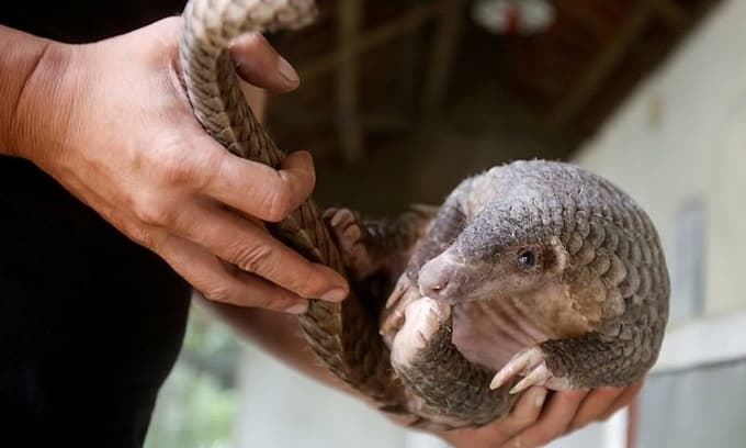 'Victimless crime' notion in Vietnam undermines wildlife trafficking fight