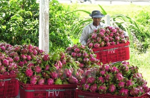 Sustainable production sought for dragon fruit as China raises import standards