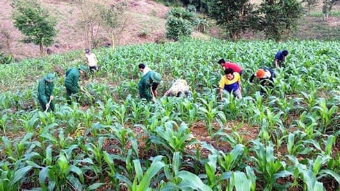 US-funded sub-project aims to protect eco-diversity in Thua Thien-Hue