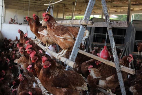 Humane Society Int'l urges consumers to consider animal welfare