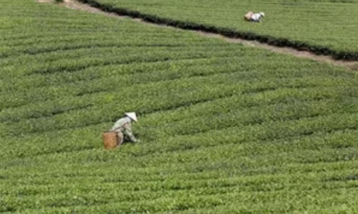 Vietnam urged deeper integration into global agricultural value chain