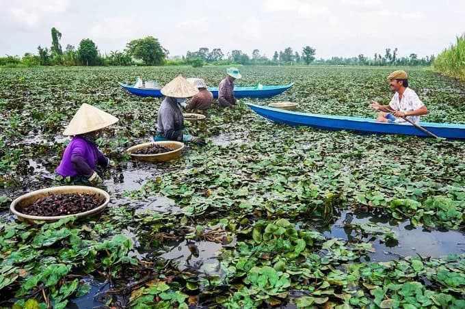 Water caltrop harvest peaks with floods in Mekong Delta