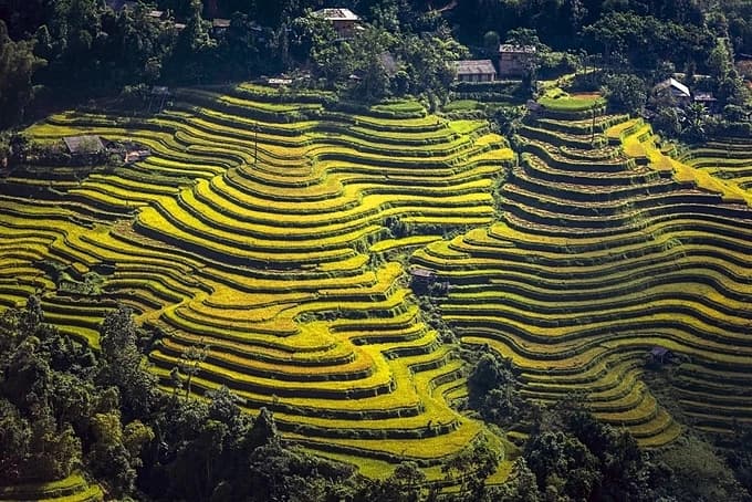 The golden glow of northern Vietnam's rice terraces