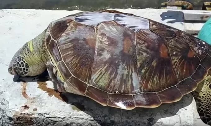 Two Vietnamese marine turtle species have 'disappeared,' says IUCN