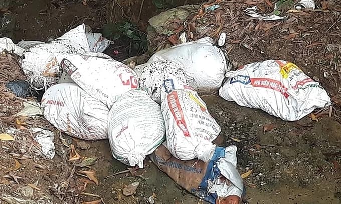 African swine fever infected pigs dumped on river bank in central Vietnam