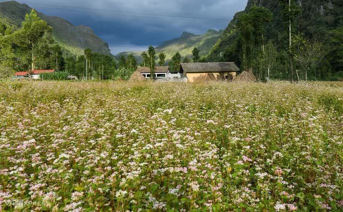 Buckwheat flowers, famous movie location draw droves of visitors to Ha Giang