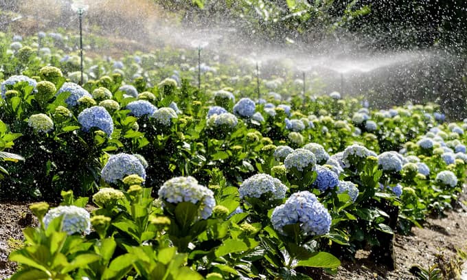Da Lat flower fest returns with its cultural bonanza