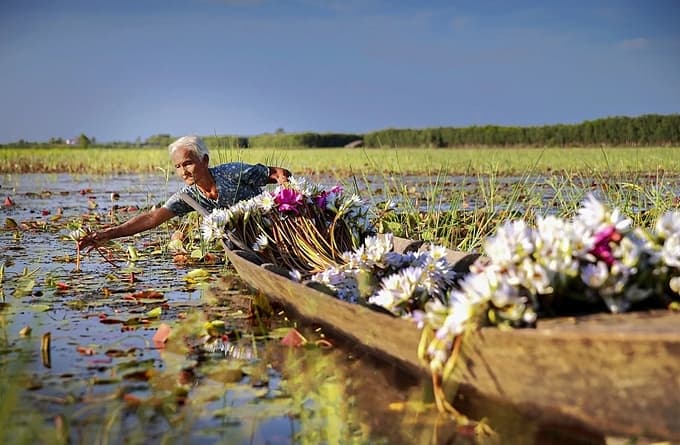 Water lilies bloom as floods finally come to Mekong Delta