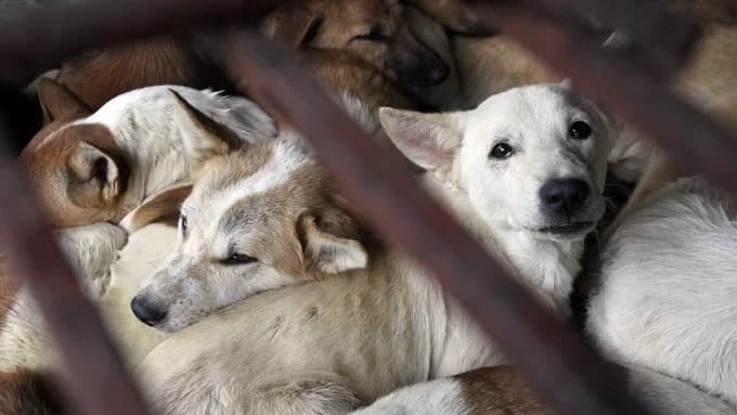 Dog thefts ravage countryside, provoke retaliatory violence