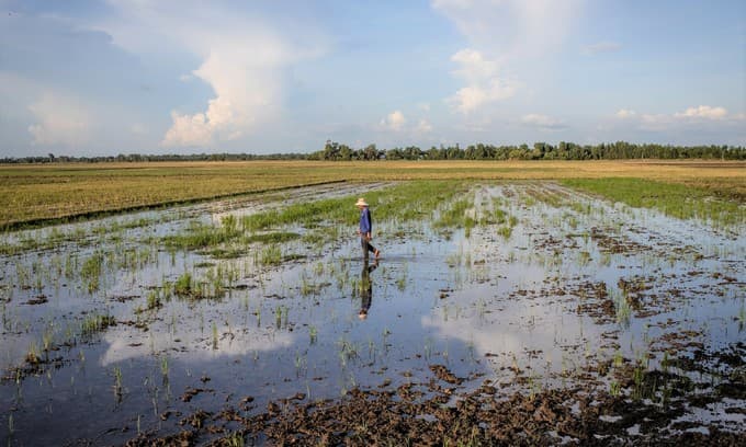 Vietnam wants to cut rice production, switch to commercial crops