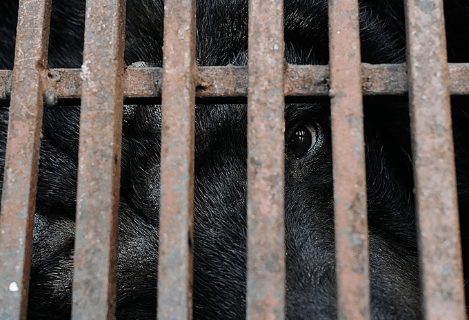 Moon bear freed from Hanoi circus school