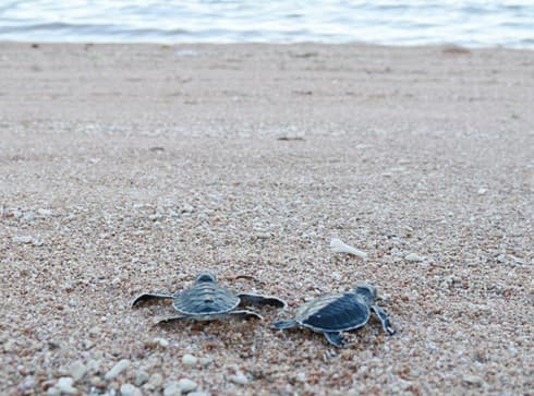 Over 1,500 baby turtles released at Nui Chua National Park