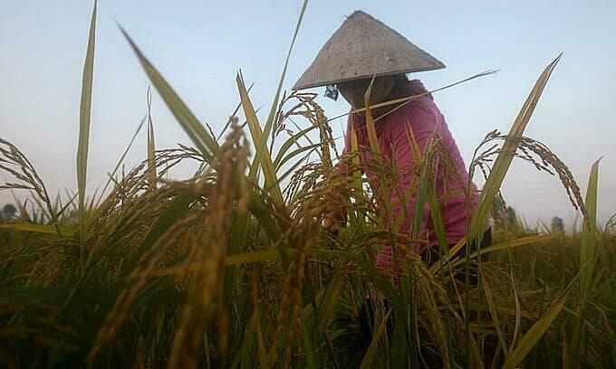 Rice export prices plunge as global supply increases