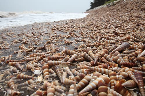 Wonder of nature: snails wash ashore for kilometers in Ben Tre coast