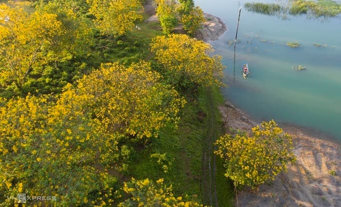 In the highlands, the leopard tree shows its spots again