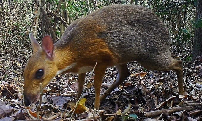 Rare mouse-deer spotted in Vietnam forest after 30 years