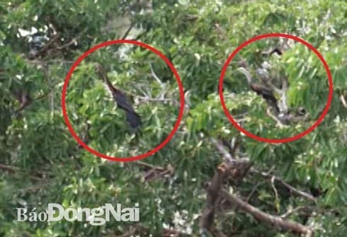 About 500 snakebirds discovered in Dong Nai province