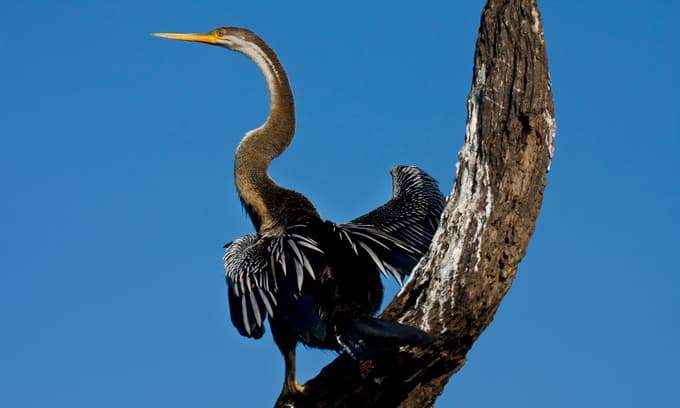 Hundreds of endangered darters found in southern Vietnam