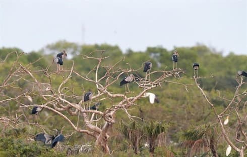 Valuable birds migrate to Bac Lieu province
