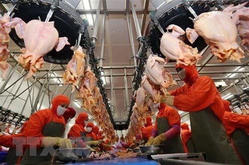 Food industry holds great potential for investment attraction