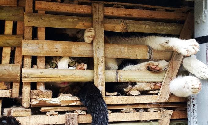 Paws for thought: cat meat still top of the menu