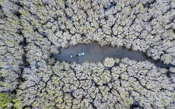 A mangrove forest in central Vietnam turns ghostly