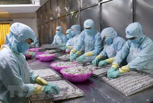 Vietnam’s export of squid, octopus to US surges in 2019